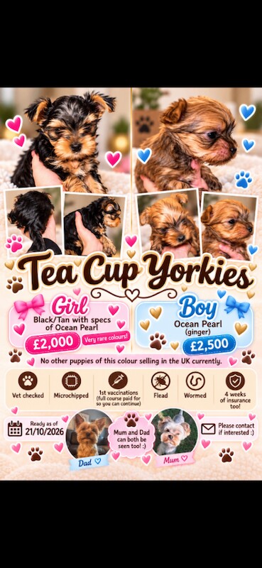 Yorkie Puppies For Sale