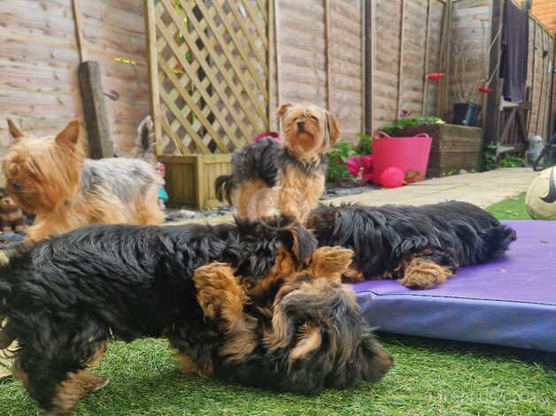 Ready for homes! 2 female Yorkshire terriers for sale. for sale in Watford, Northamptonshire