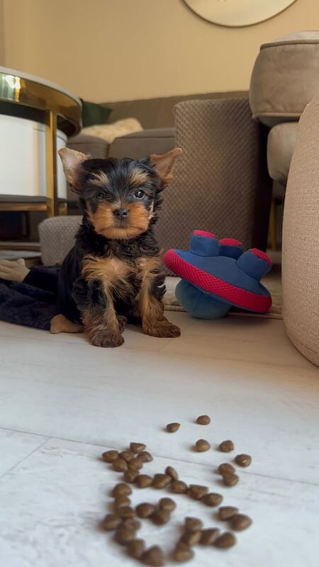 Yorkshire Terrier puppies for sale in Peterborough, Cambridgeshire – KC registered, 8 weeks old
