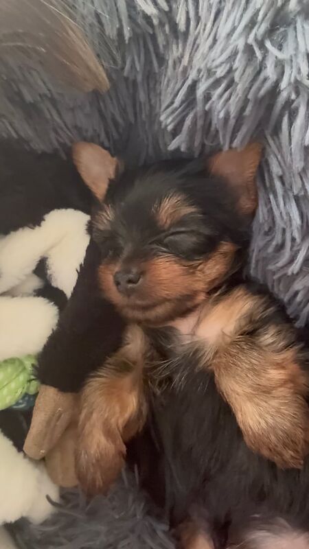 Yorkshire Terrier puppies for sale in Peterborough, Cambridgeshire – KC registered, 8 weeks old - Image 2 of 3