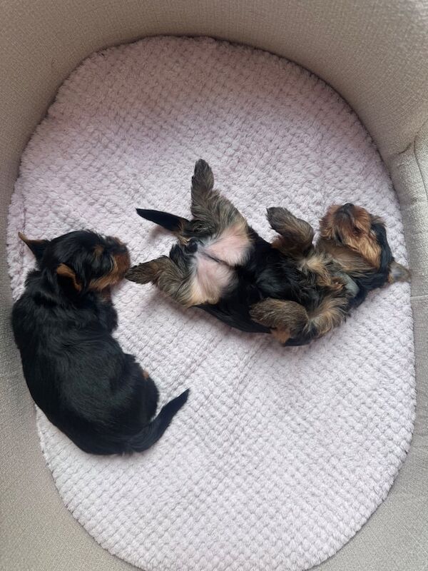 Yorkshire Terrier puppies for sale in Peterborough, Cambridgeshire – KC registered, 8 weeks old - Image 3 of 3