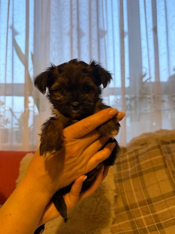 Ready in 2 weeks. Mini Yorkshire Terrier / Biewer / 4 female and 4 male