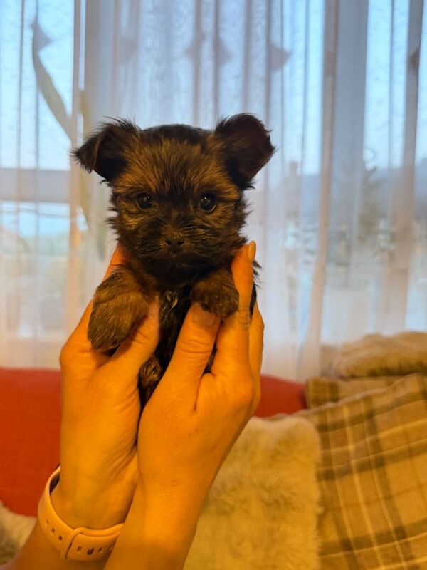 Ready in 2 weeks. Mini Yorkshire Terrier / Biewer / 4 female and 4 male - Image 2 of 4