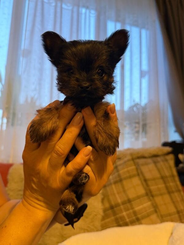 Ready in 2 weeks. Mini Yorkshire Terrier / Biewer / 4 female and 4 male - Image 3 of 4