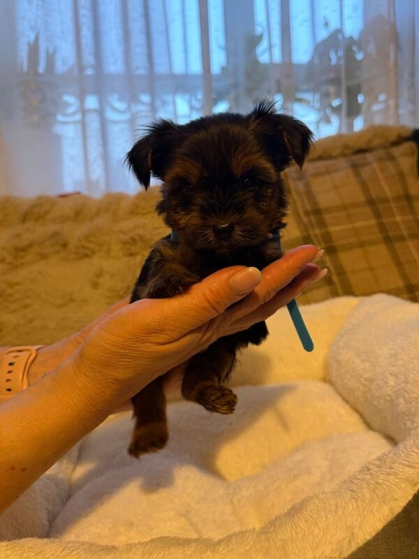 Ready in 2 weeks. Mini Yorkshire Terrier / Biewer / 4 female and 4 male - Image 4 of 4