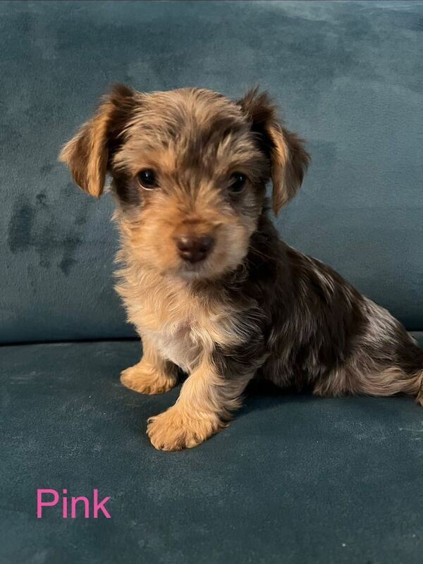 Yorkshire Terrier puppies for sale in Little Lever, Manchester – 8 weeks old - Image 2 of 4