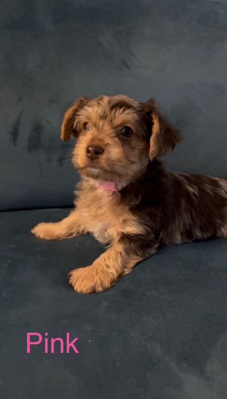 Yorkshire Terrier puppies for sale in Little Lever, Manchester – 8 weeks old - Image 3 of 4