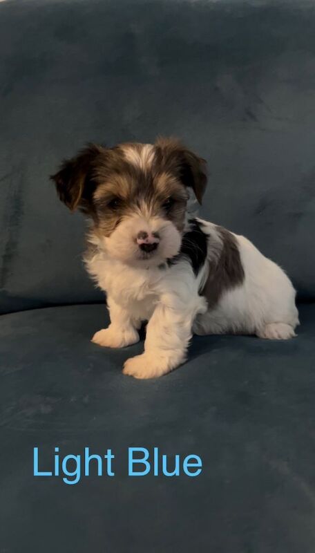 Yorkshire Terrier puppies for sale in Little Lever, Manchester – 8 weeks old - Image 4 of 4