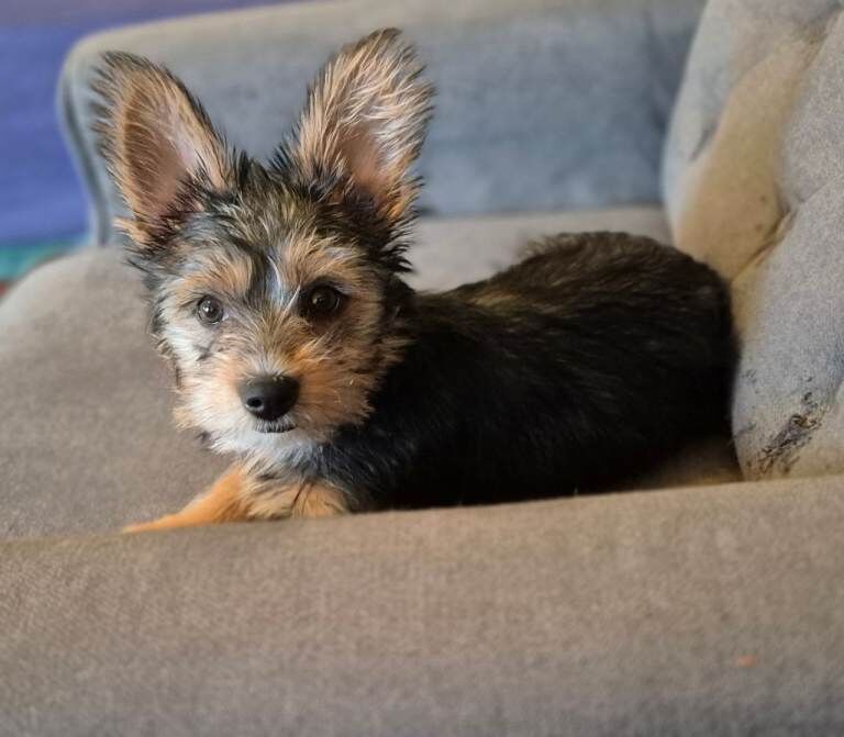 Regretful Sale of Beautiful Pup
