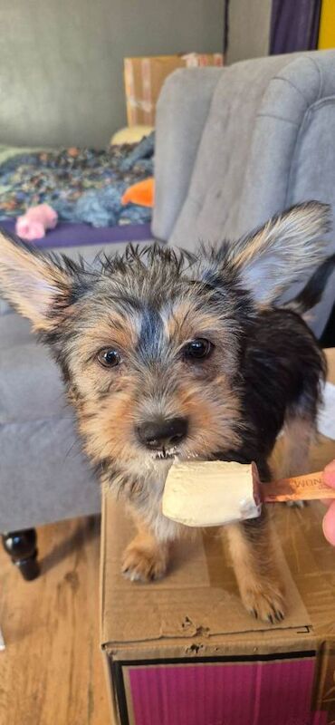 Regretful Sale of Beautiful Pup - Image 2 of 4