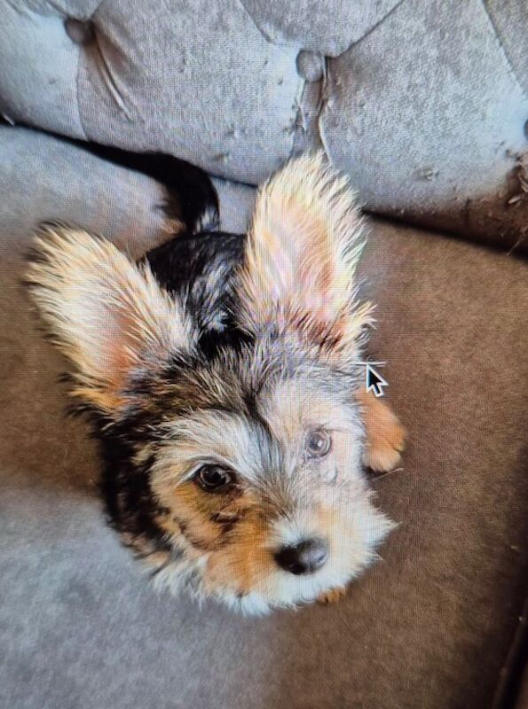 Regretful Sale of Beautiful Pup - Image 3 of 4