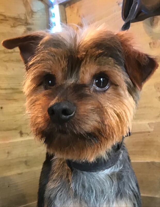 Rehome - Image 2 of 3