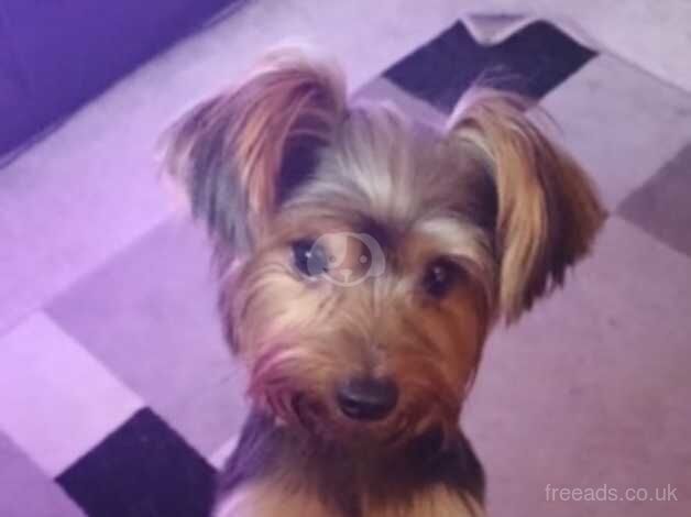 Selling my Yourkshire terrier for sale in Addlestone, Surrey