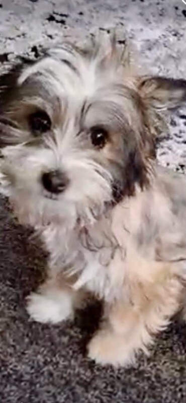 Yorkshire Terrier Puppies For Sale Under £1,000