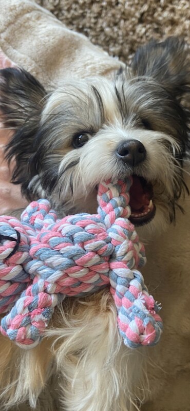 Seven months old Yorkshire terrier - Image 2 of 3