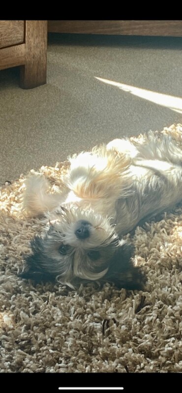 Seven months old Yorkshire terrier - Image 3 of 3