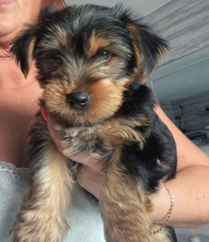 Yorkshire Terrier puppies for sale in Willenhall, West Midlands – 11 weeks old