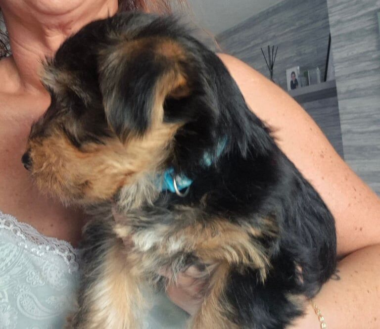 Yorkshire Terrier puppies for sale in Willenhall, West Midlands – 11 weeks old - Image 2 of 3