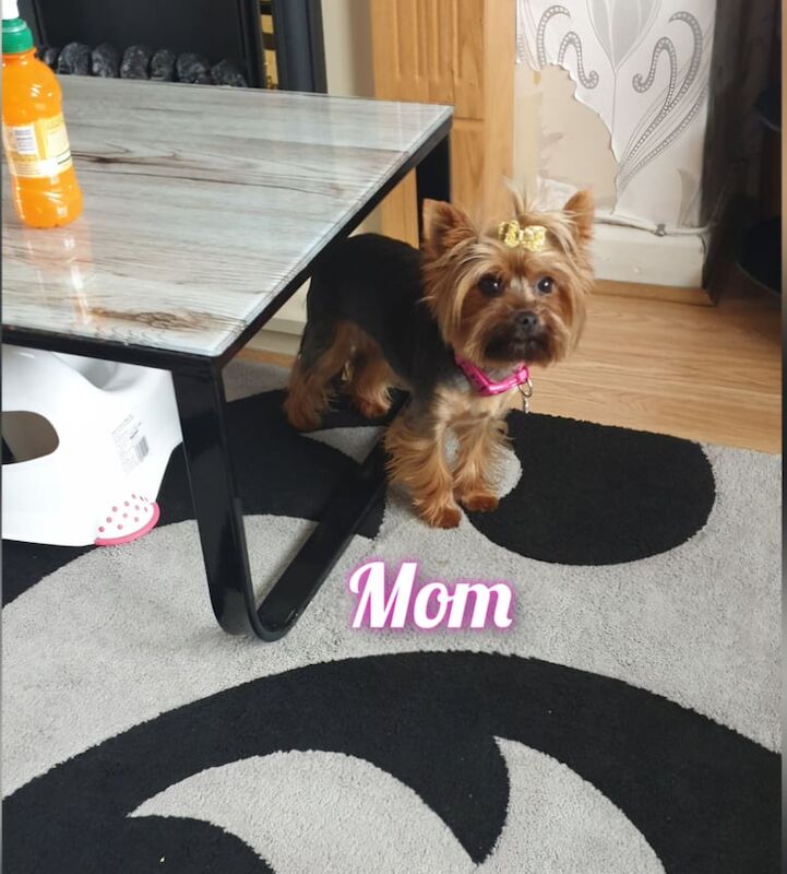 Yorkshire Terrier puppies for sale in Willenhall, West Midlands – 11 weeks old - Image 3 of 3