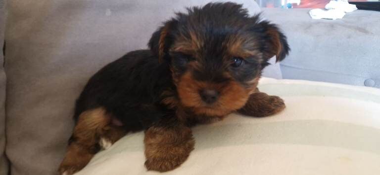 Yorkie Puppies For Sale