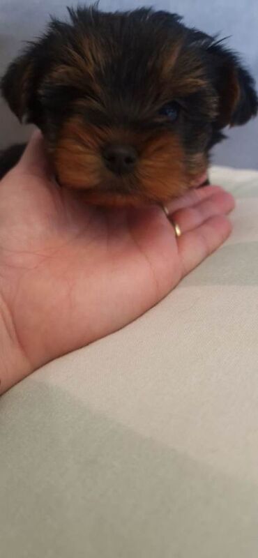 Small yorkshire terrier puppies - Image 2 of 4