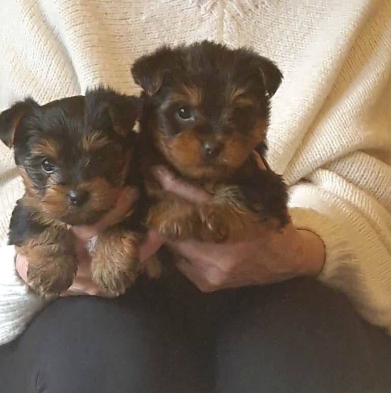 Small yorkshire terrier puppies - Image 3 of 4