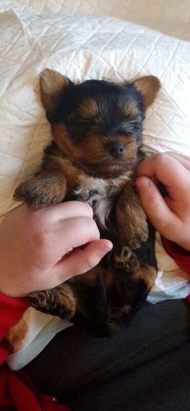 Small yorkshire terrier puppies - Image 4 of 4
