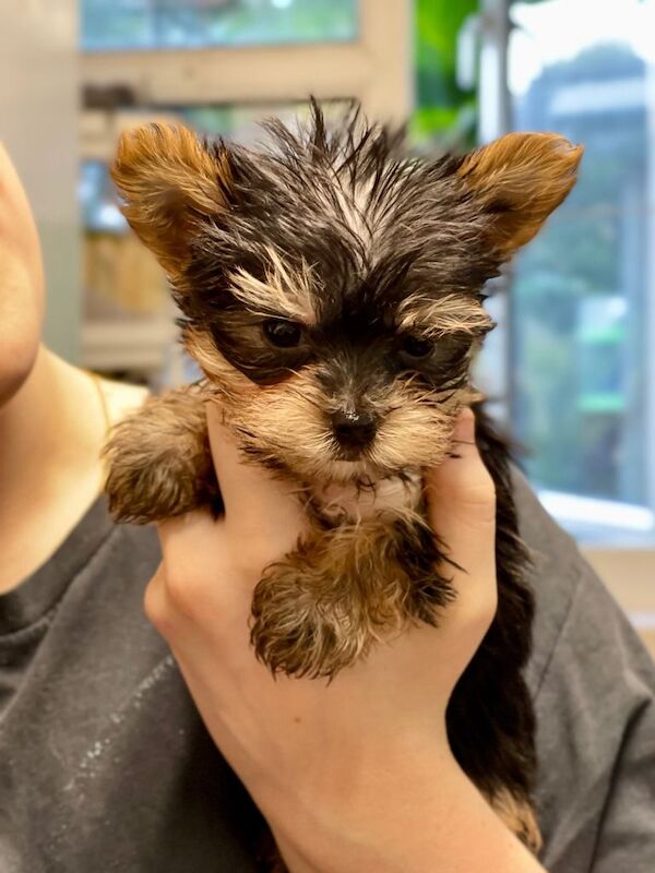 Small Yorkshire Terrier puppies