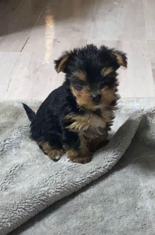 Small Yorkshire Terrier puppies - Image 2 of 5