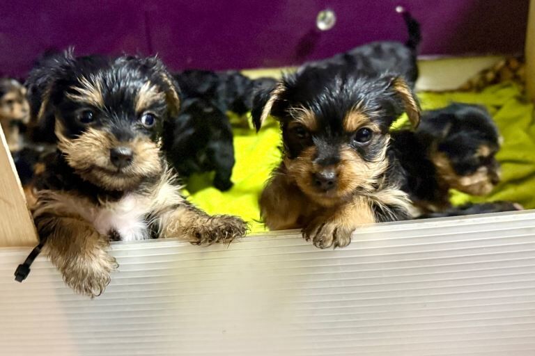 Small Yorkshire Terrier puppies - Image 3 of 5