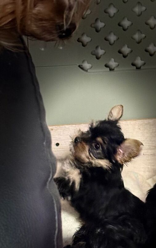 Small Yorkshire Terrier puppies - Image 4 of 5