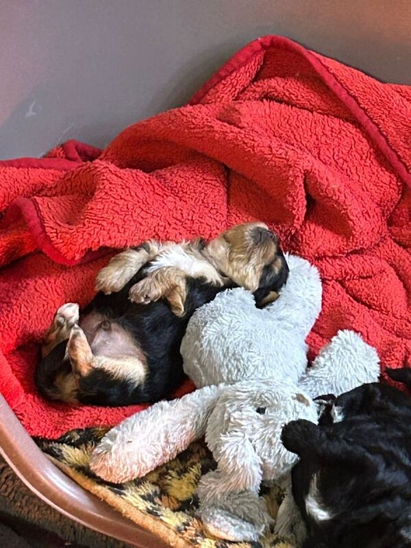 Small Yorkshire Terrier puppies - Image 5 of 5