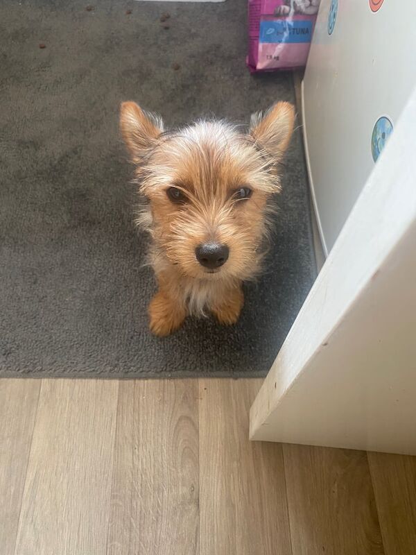 Yorkshire Terrier puppies for sale in Huddersfield, West Yorkshire – 3 months old