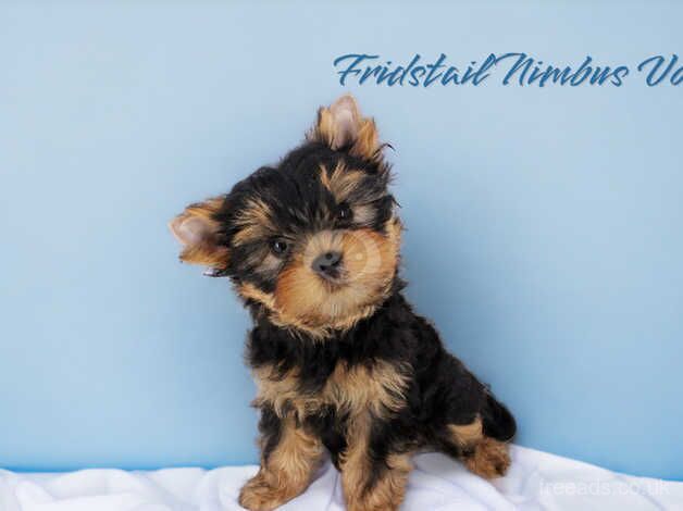 Stunning tiny quality Yorkie boys short muzzle for sale in Rotherham, South Yorkshire