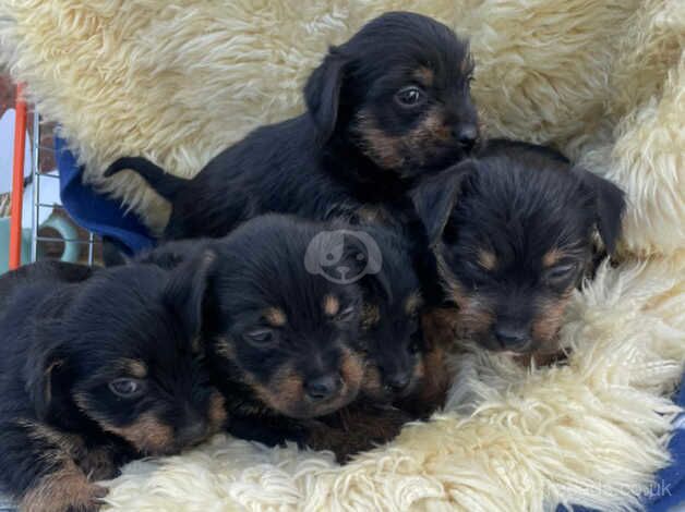 Stunning yorkiepoo puppies for sale in Heathfield, South Ayrshire