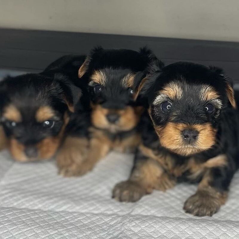 Yorkshire Terrier puppies for sale in Essex – 6 weeks old