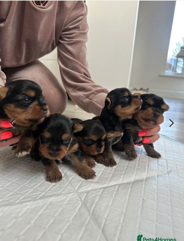 Yorkshire Terrier puppies for sale in Southampton, Hampshire – 7 weeks old