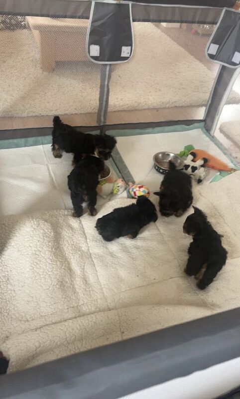 Yorkshire Terrier puppies for sale in Birmingham, West Midlands – 7 weeks old