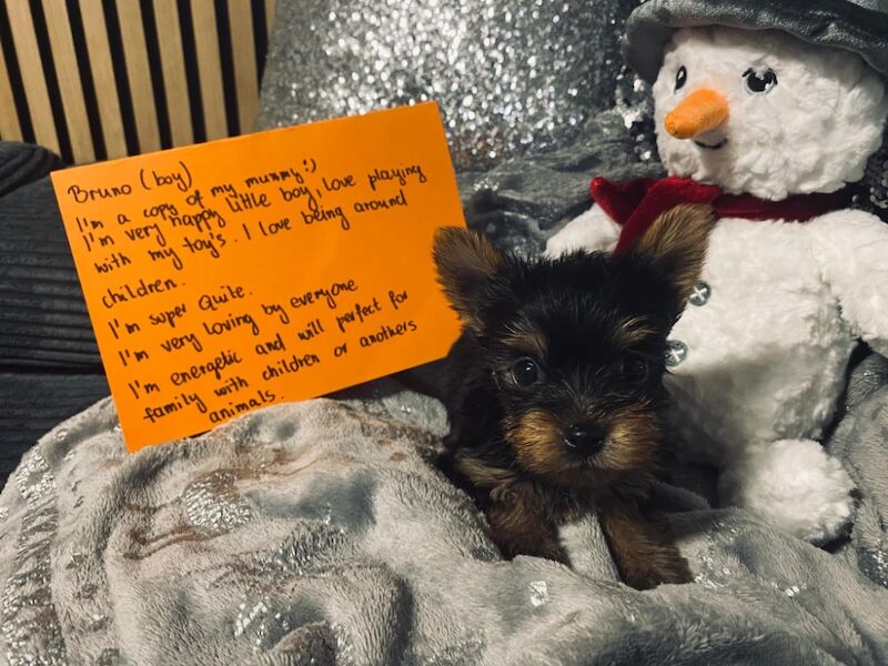 Super quite Yorkshire terriers Ready now for sale in Leyland, Lancashire