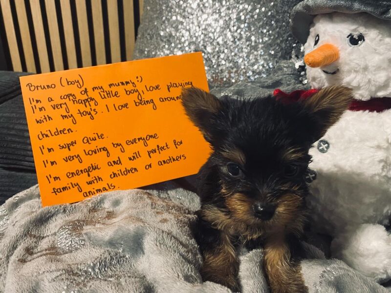 Super quite Yorkshire terriers Ready now for sale in Leyland, Lancashire | Image 2