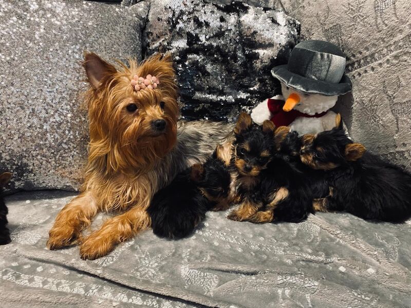Super quite Yorkshire terriers Ready now for sale in Leyland, Lancashire | Image 3