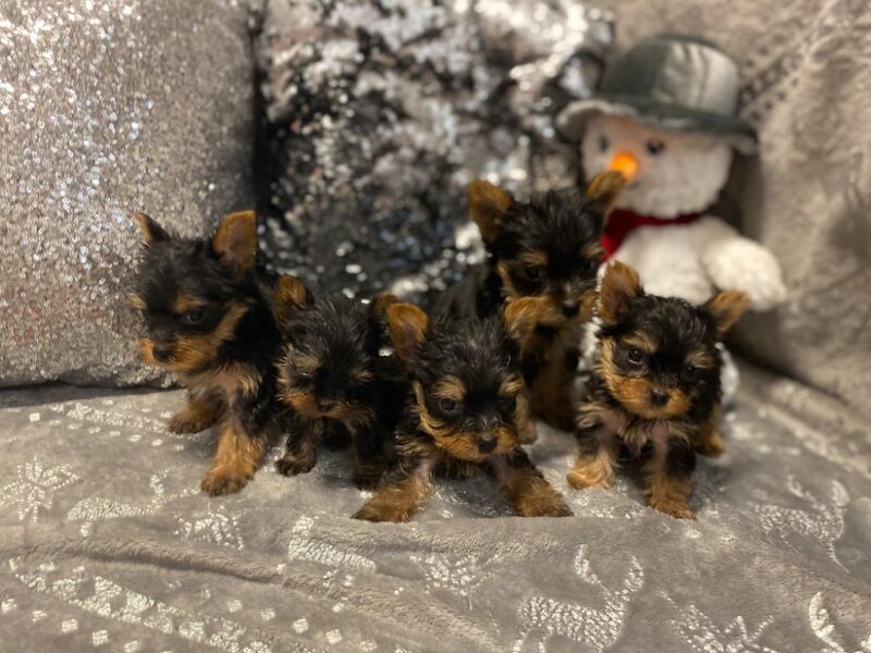 Super quite Yorkshire terriers Ready now for sale in Leyland, Lancashire | Image 4