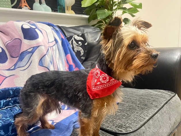 Sweet boy Yorkshire terriers for sale in Worcestershire