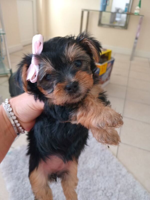 Yorkshire Terrier puppies for sale in Rumney / Rhymni, South Glamorgan – 5 weeks old