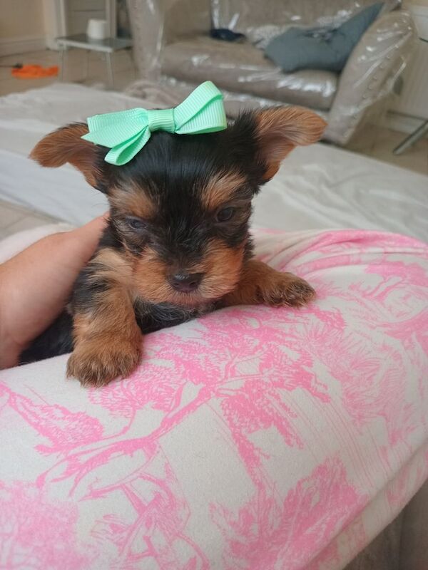Yorkshire Terrier puppies for sale in Rumney / Rhymni, South Glamorgan – 5 weeks old - Image 2 of 3