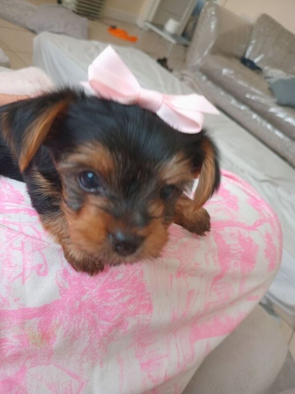 Yorkshire Terrier puppies for sale in Rumney / Rhymni, South Glamorgan – 5 weeks old - Image 3 of 3
