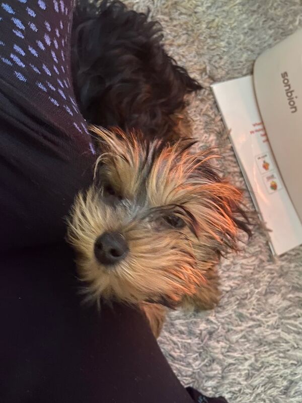 Yorkshire Terrier puppies for sale in Horwich, Greater Manchester – 7 months old