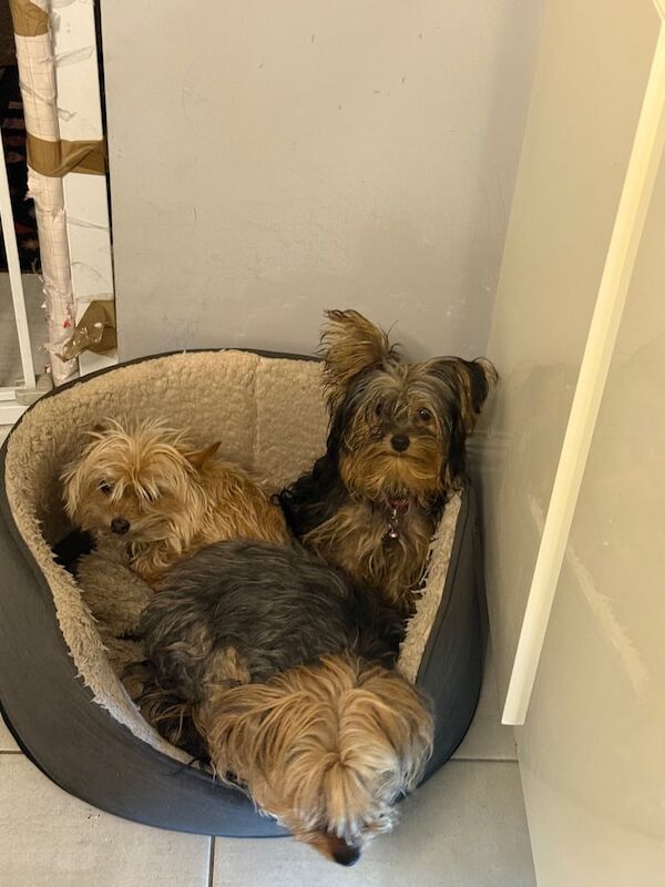 Yorkshire Terrier puppies for sale in Horwich, Greater Manchester – 7 months old - Image 2 of 3