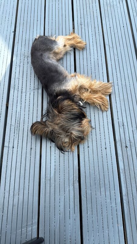 Yorkshire Terrier puppies for sale in Horwich, Greater Manchester – 7 months old - Image 3 of 3