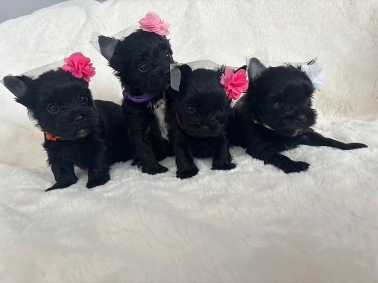 Yorkshire Terrier puppies for sale in Watford, Hertfordshire – 6 weeks old
